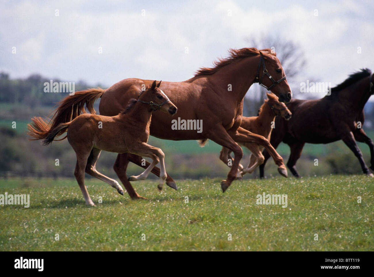 Horses Galloping, Ireland Stock Photo