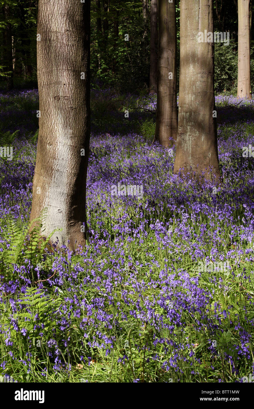Sun shining on trees and bluebells in wood near edinburgh, scotland, united kingdom Stock Photo