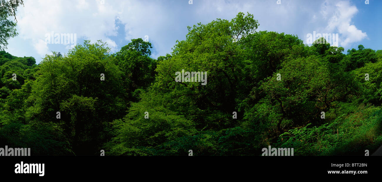 Tree Canopy, Co Waterford, Ireland Stock Photo