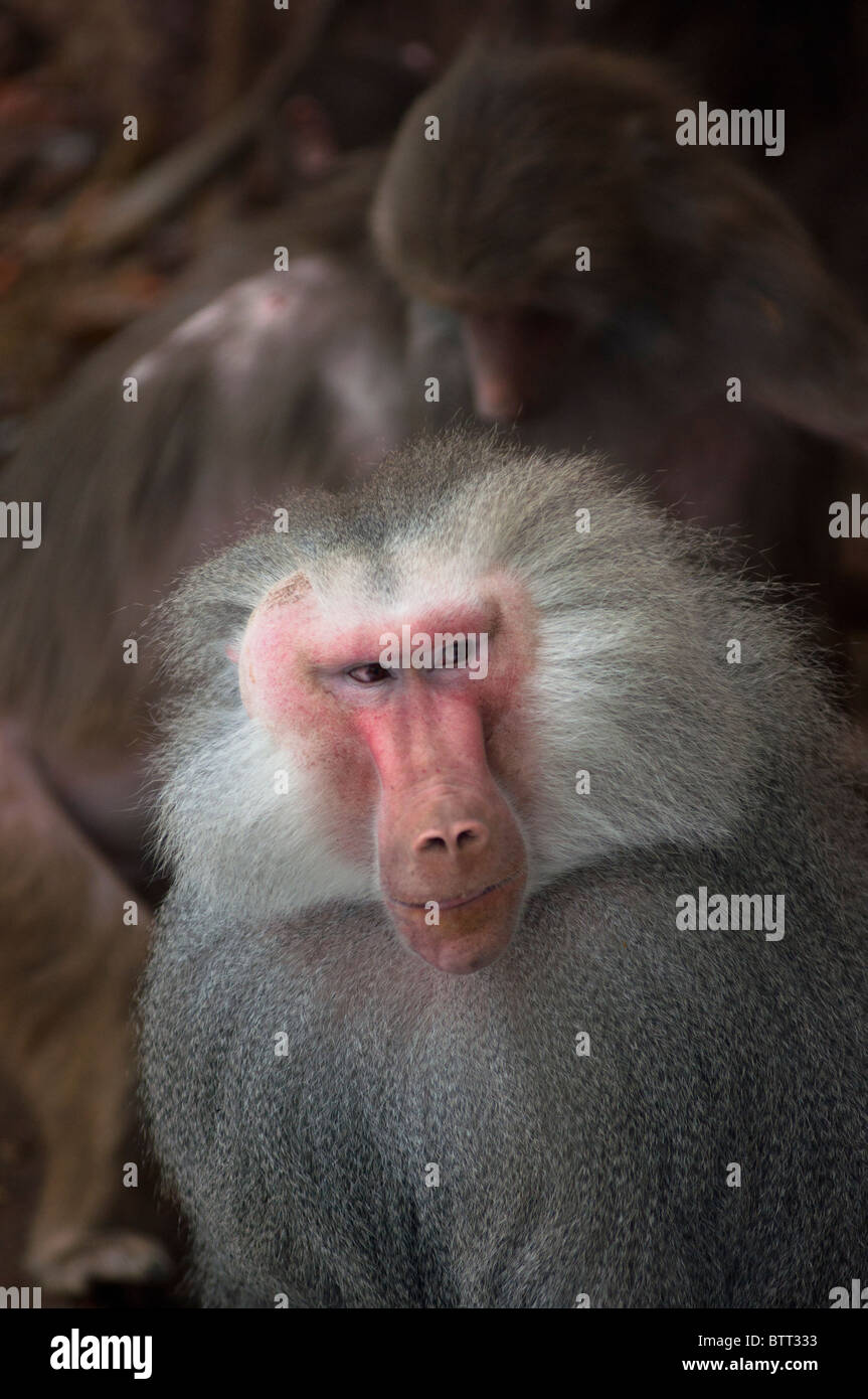 Male Hamadryas Baboon Stock Photo