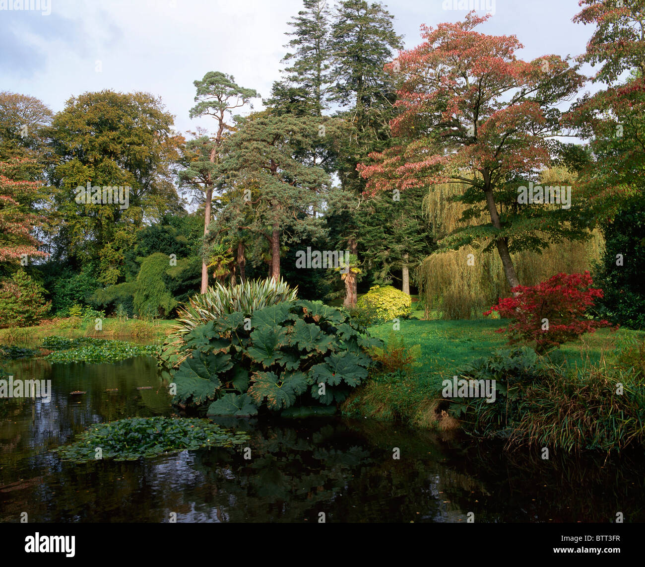 Fota Arboretum, Fota House And Gardens, Fota Island Co Cork, Ireland