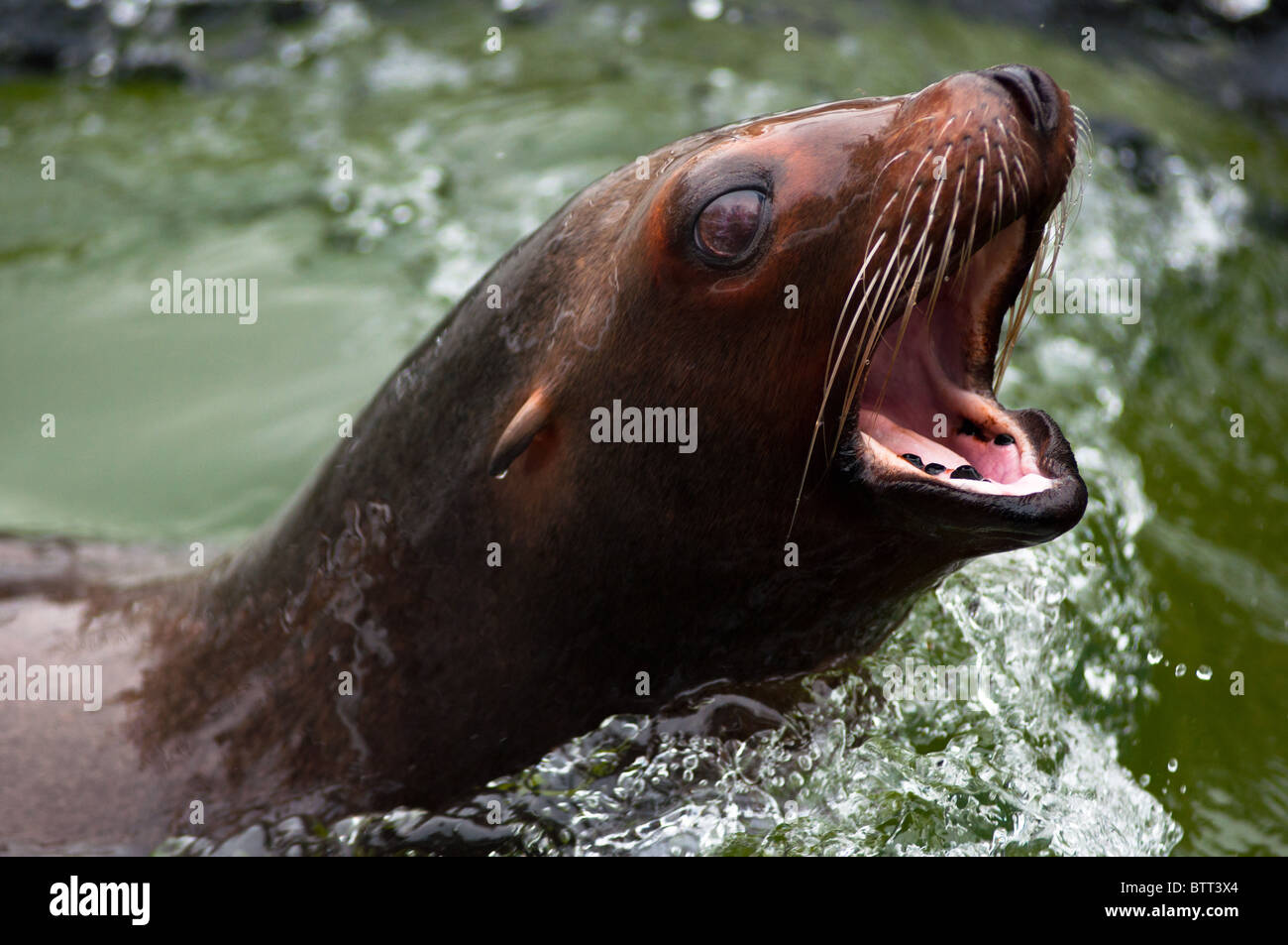 A barking Californian sea lion Stock Photo Alamy