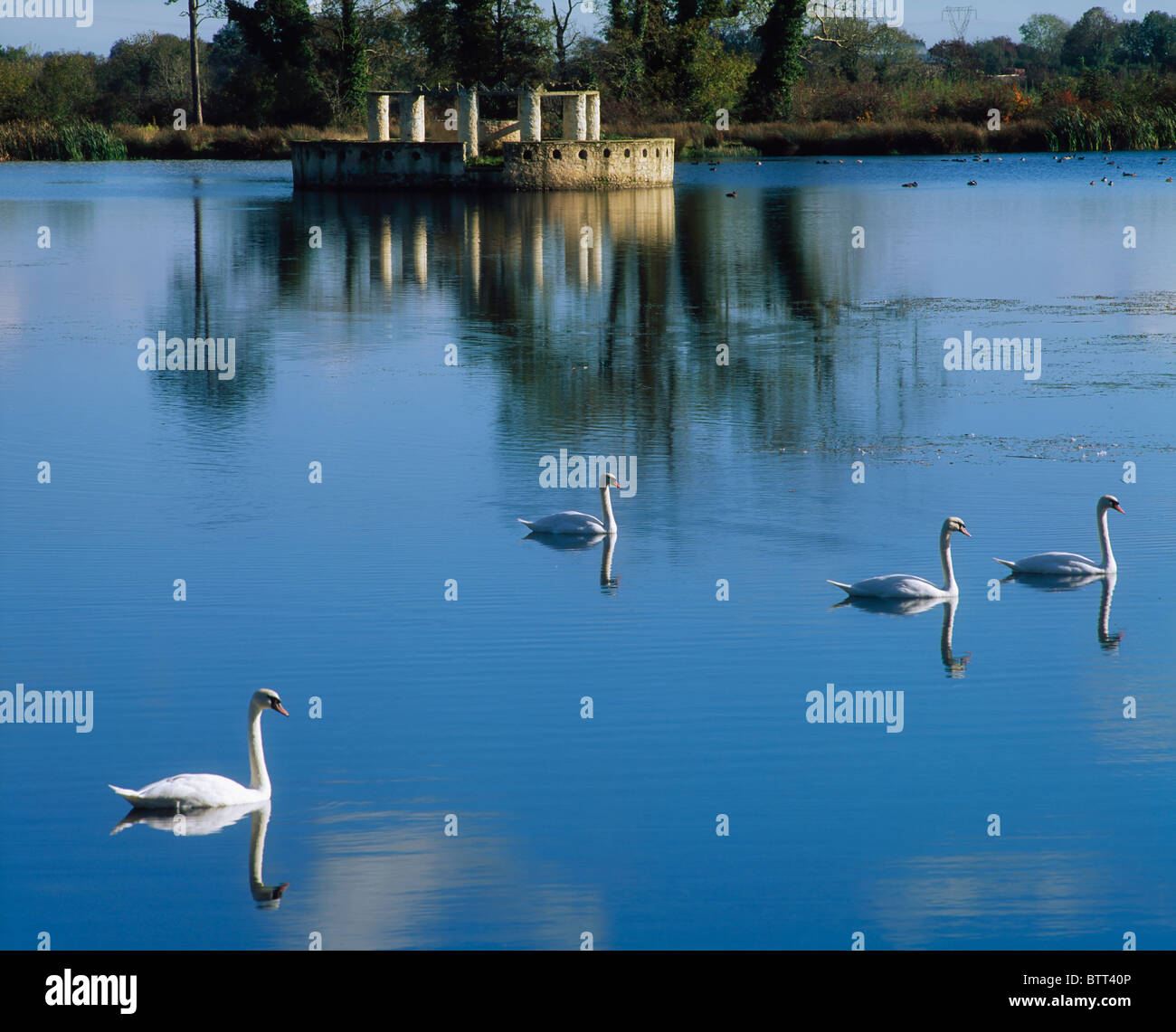 Swans And Lake Follies, Arcadian Gardens, Co Kildare, Ireland Stock Photo