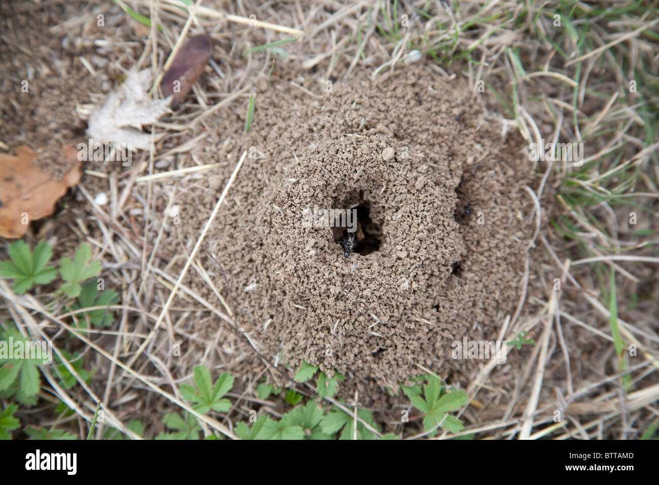 Ants scurrying around an ants nest in the countryside outside Valencia, Spain Stock Photo