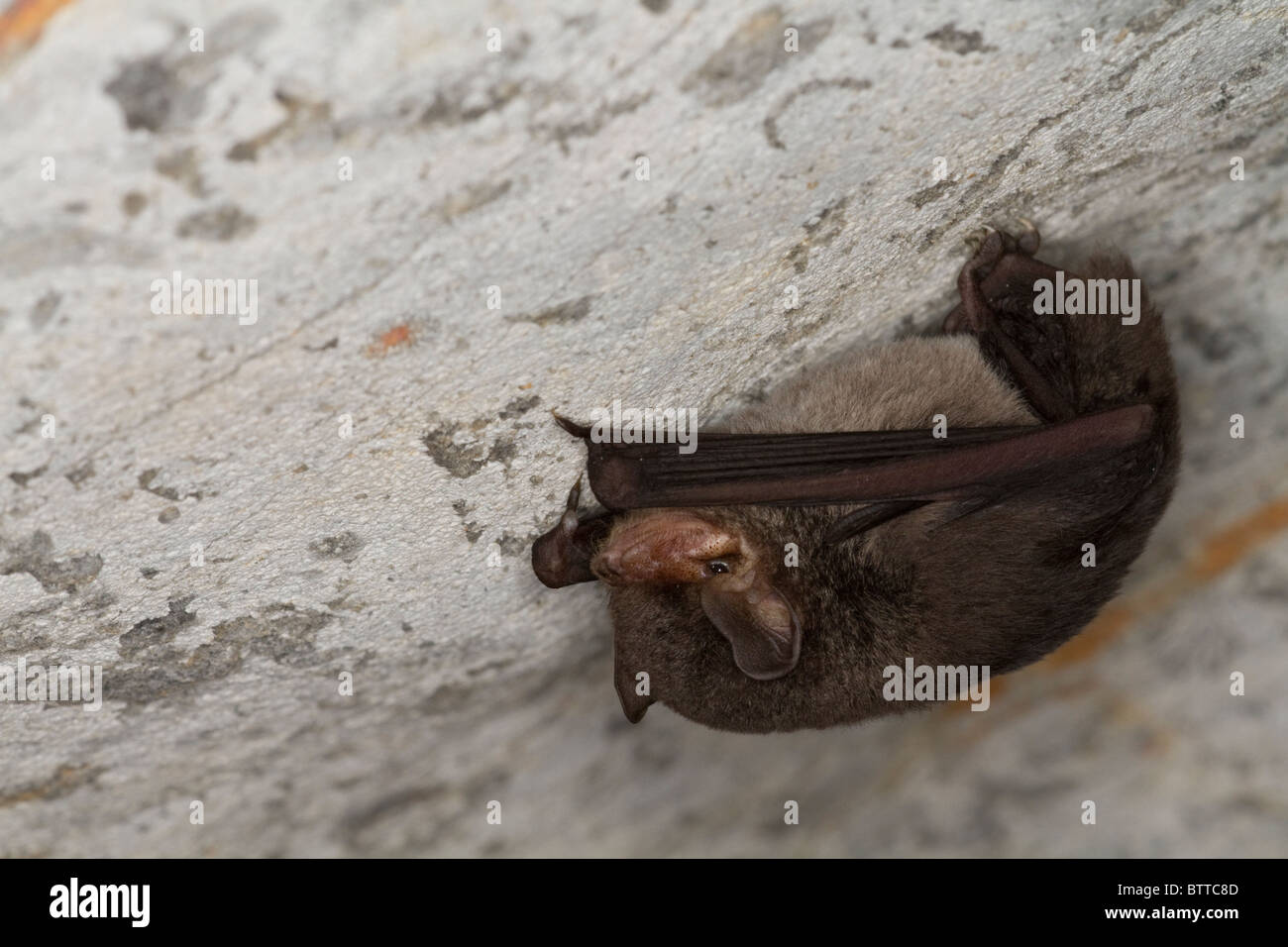 Bat - Rousettus Madagascariensis, Ankarana National Park - Madagascar Stock Photo