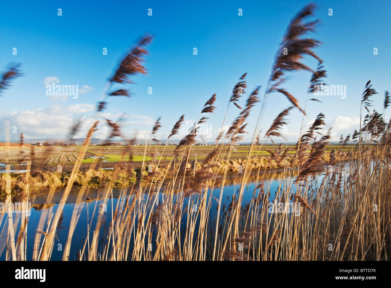 Grasses blowing in the wind near a channel at Myroe Level looking inland from the County Derry coast, Northern Ireland Stock Photo