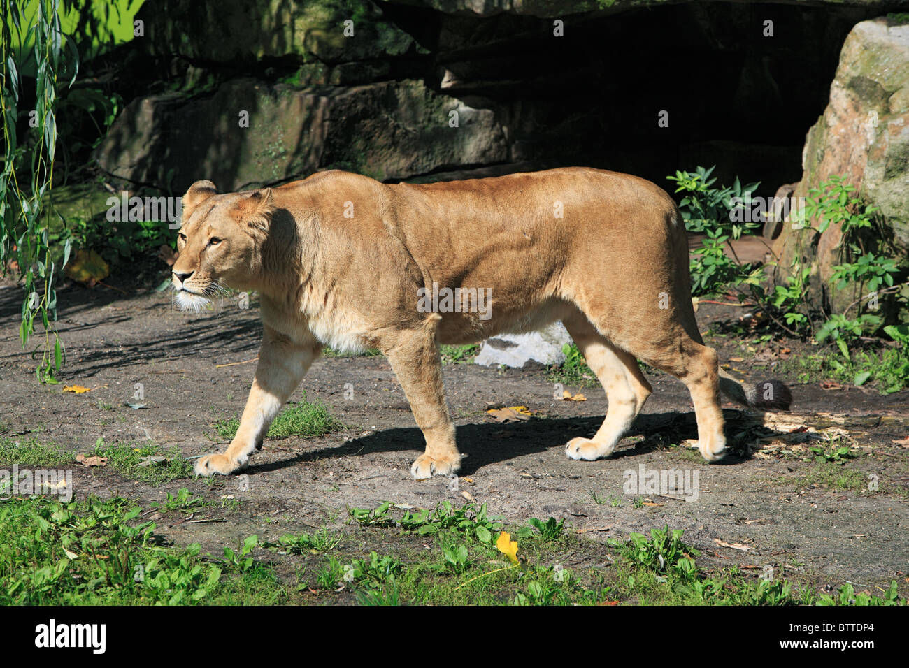 lion, Panthera leo, lioness, zoological gardens, all-weather zoo in Muenster, D-Muenster, Westphalia, Muensterland, North Rhine-Westphalia Stock Photo
