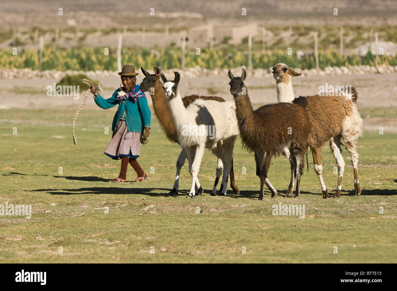 Bolivian woman herding llamas, San Juan, Potosi, Bolivia Stock Photo