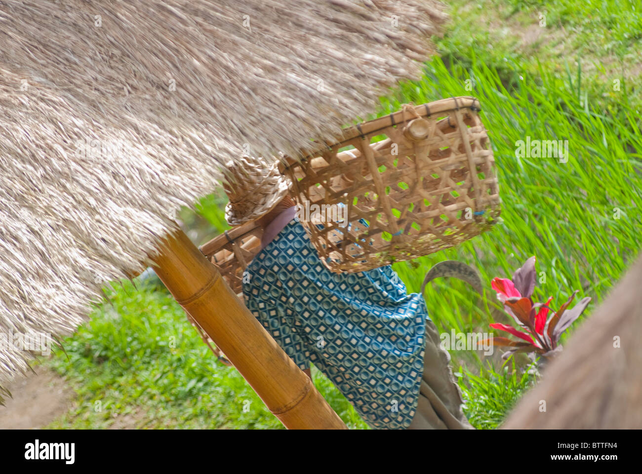 Local farmer working in rice paddies in Tegalallang near Ubud, Bali, Indonesia Stock Photo