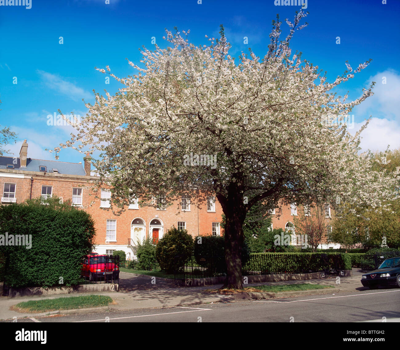 Cherry Blossom, Wellington Road, Dublin, Ireland Stock Photo