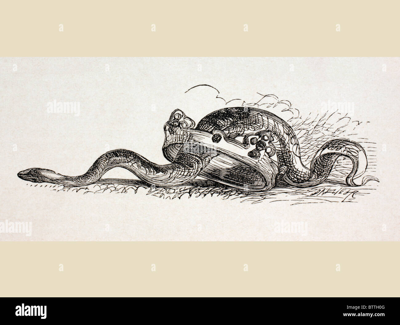 A snake slithers through a royal crown. A symbolic illustration at the end of the Act II of Hamlet by William Shakespeare Stock Photo