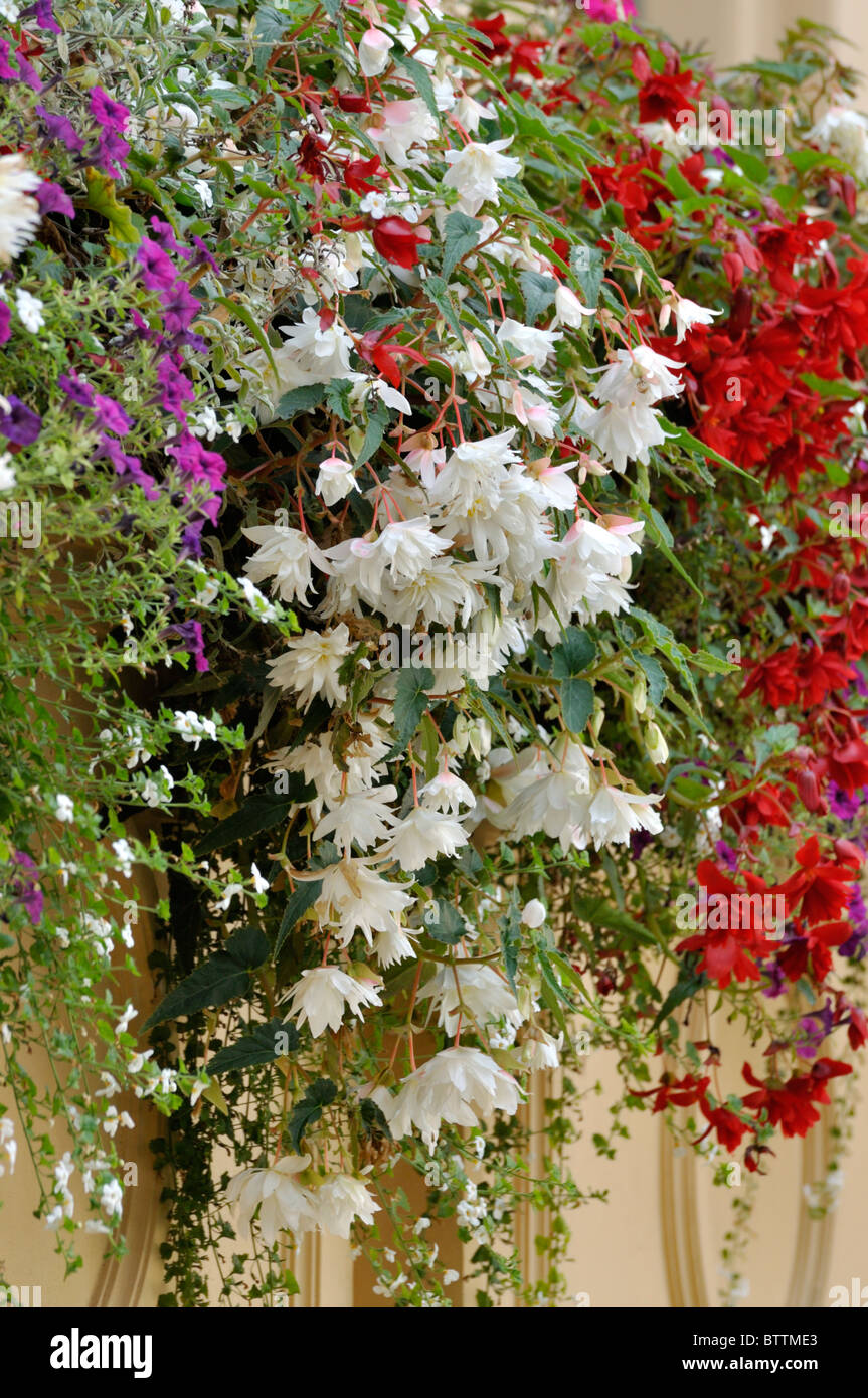 Begonias (Begonia) Stock Photo