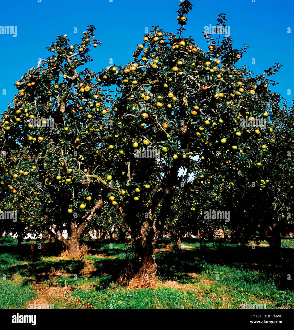 Apple Trees, Ireland Stock Photo