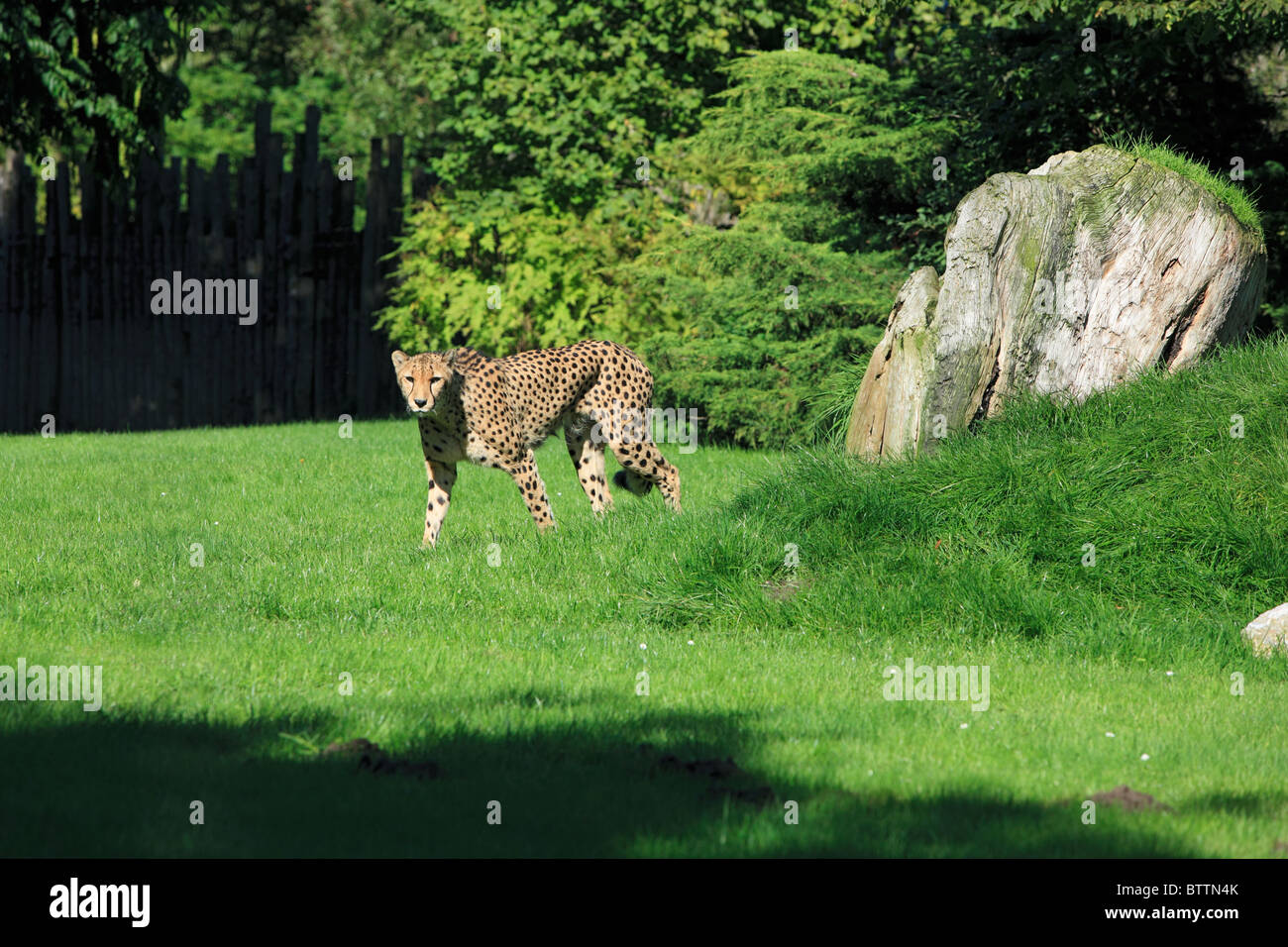 cheetah, Acinonyx jubatus, zoological gardens, all-weather zoo in Muenster, D-Muenster, Westphalia, Muensterland, North Rhine-Westphalia Stock Photo