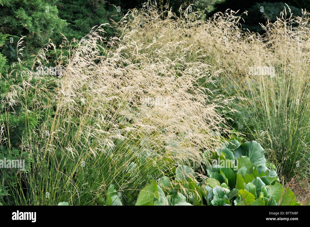 Tufted hair grass (Deschampsia cespitosa) Stock Photo