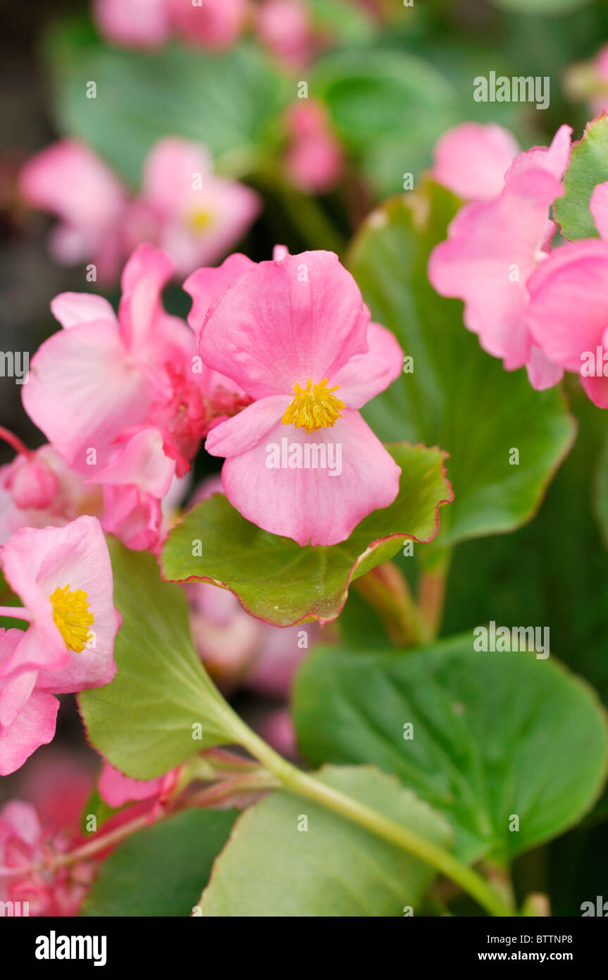 Begonia semperflorens hi-res stock photography and images - Alamy