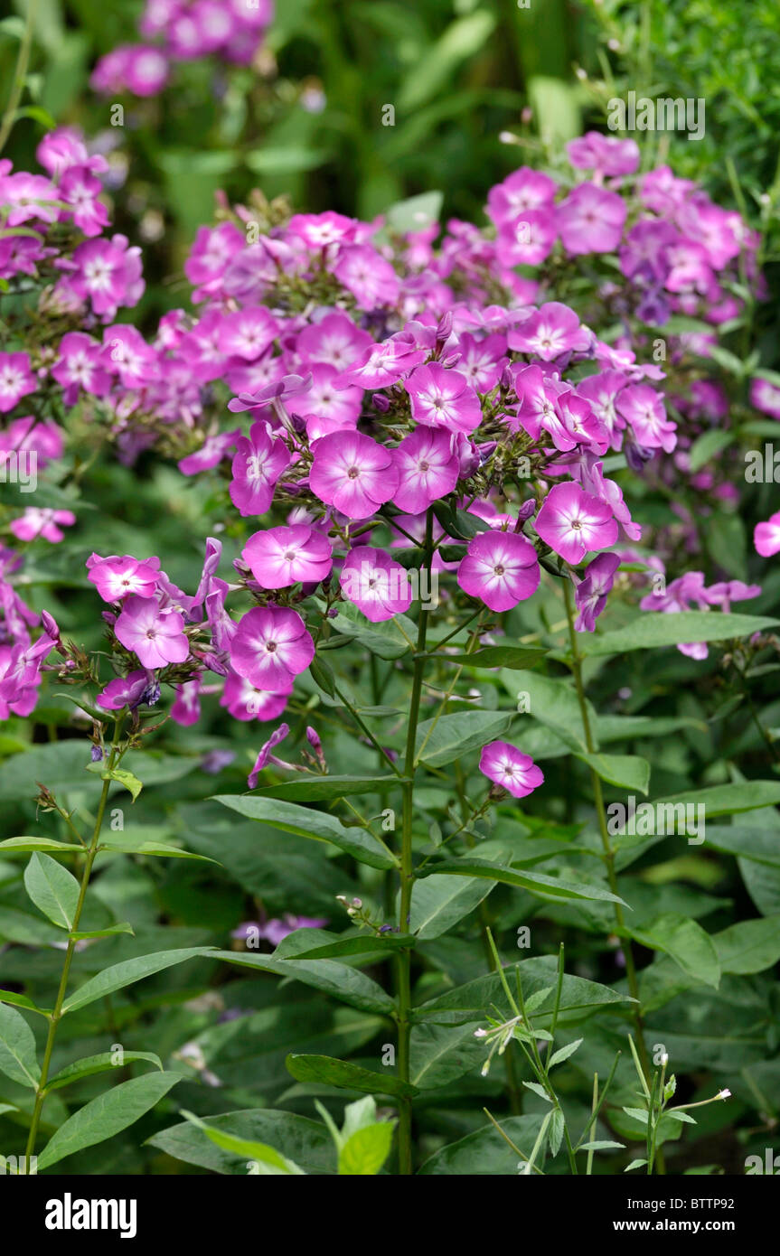 Garden phlox (Phlox paniculata 'Wilhelm Kesselring') Stock Photo