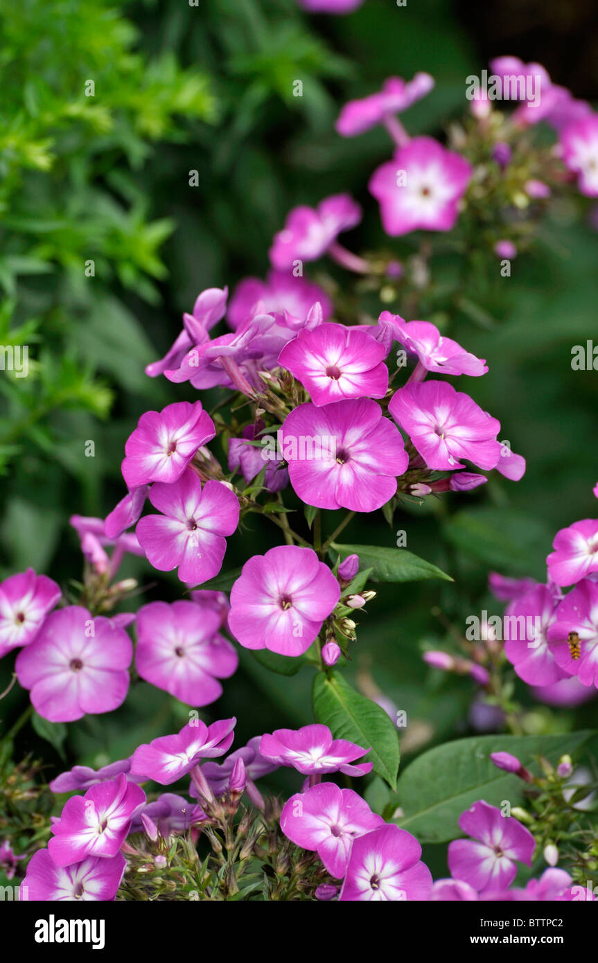 Garden phlox (Phlox paniculata 'Wilhelm Kesselring') Stock Photo