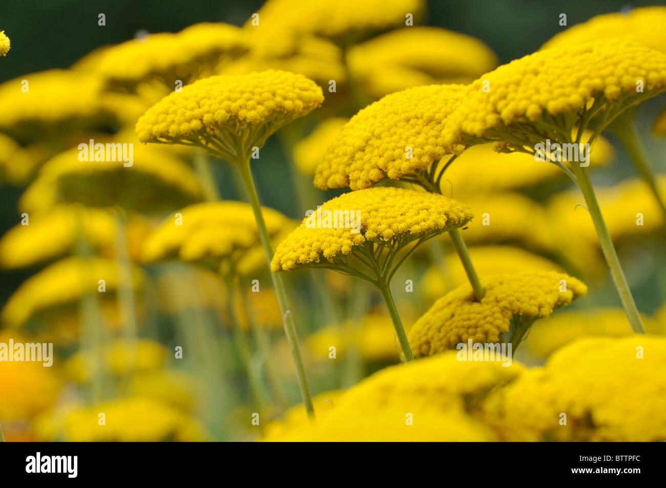 Yellow flowers of fernleaf yarrow Compositae Achillea filipendulina