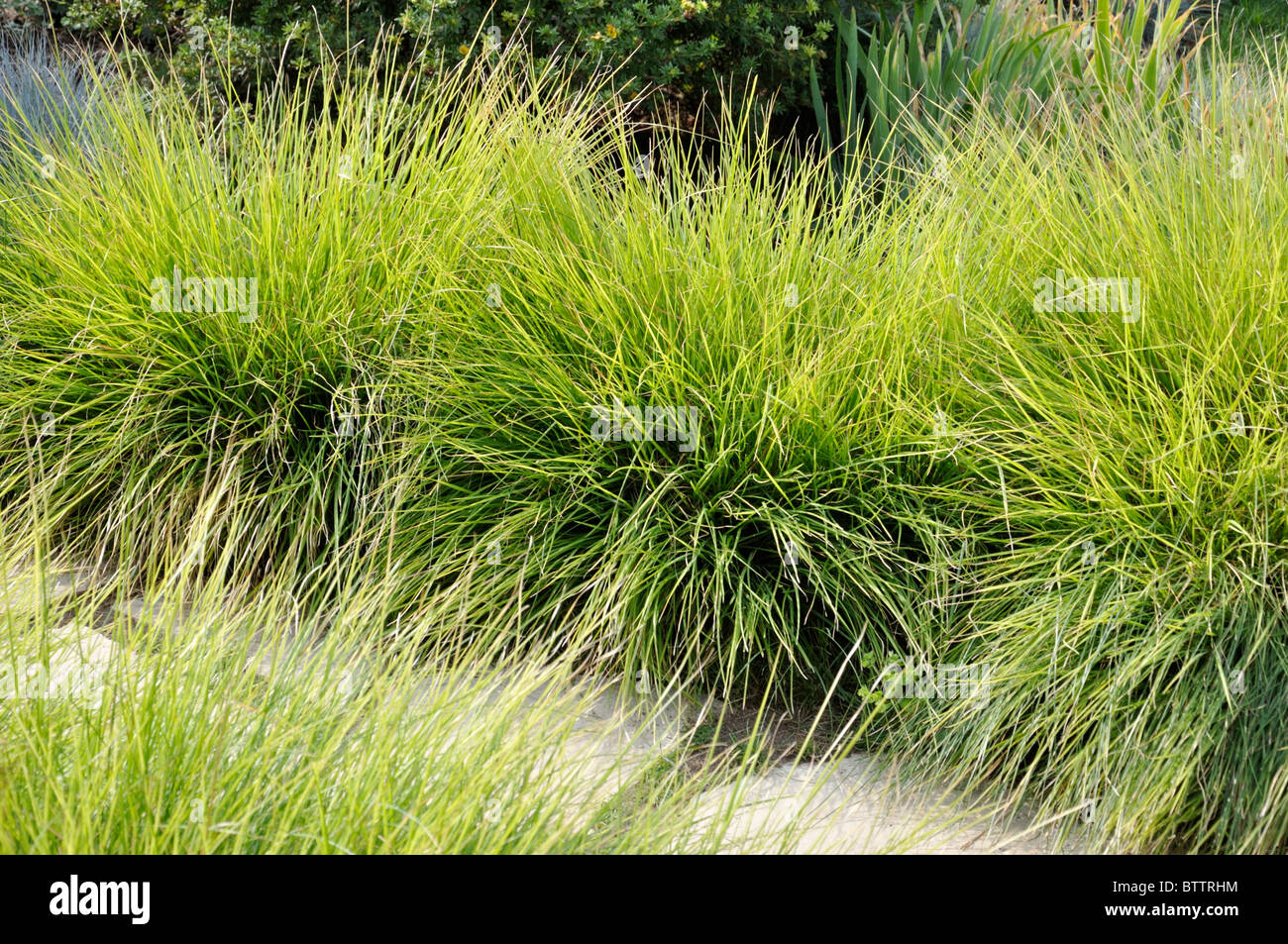 Autumn moor grass (Sesleria autumnalis) Stock Photo
