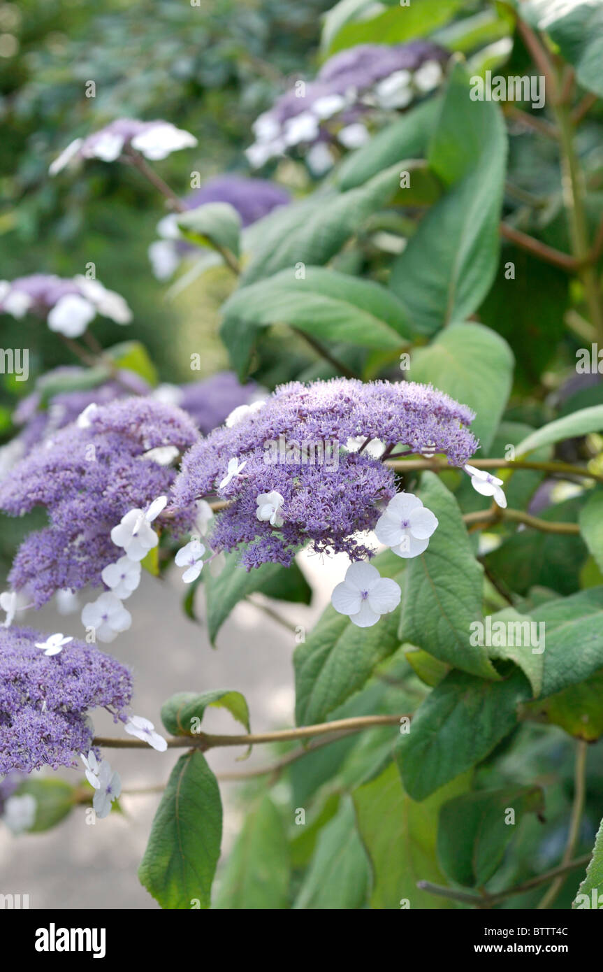 Hydrangea aspera subsp sargentiana hi-res stock photography and images -  Alamy