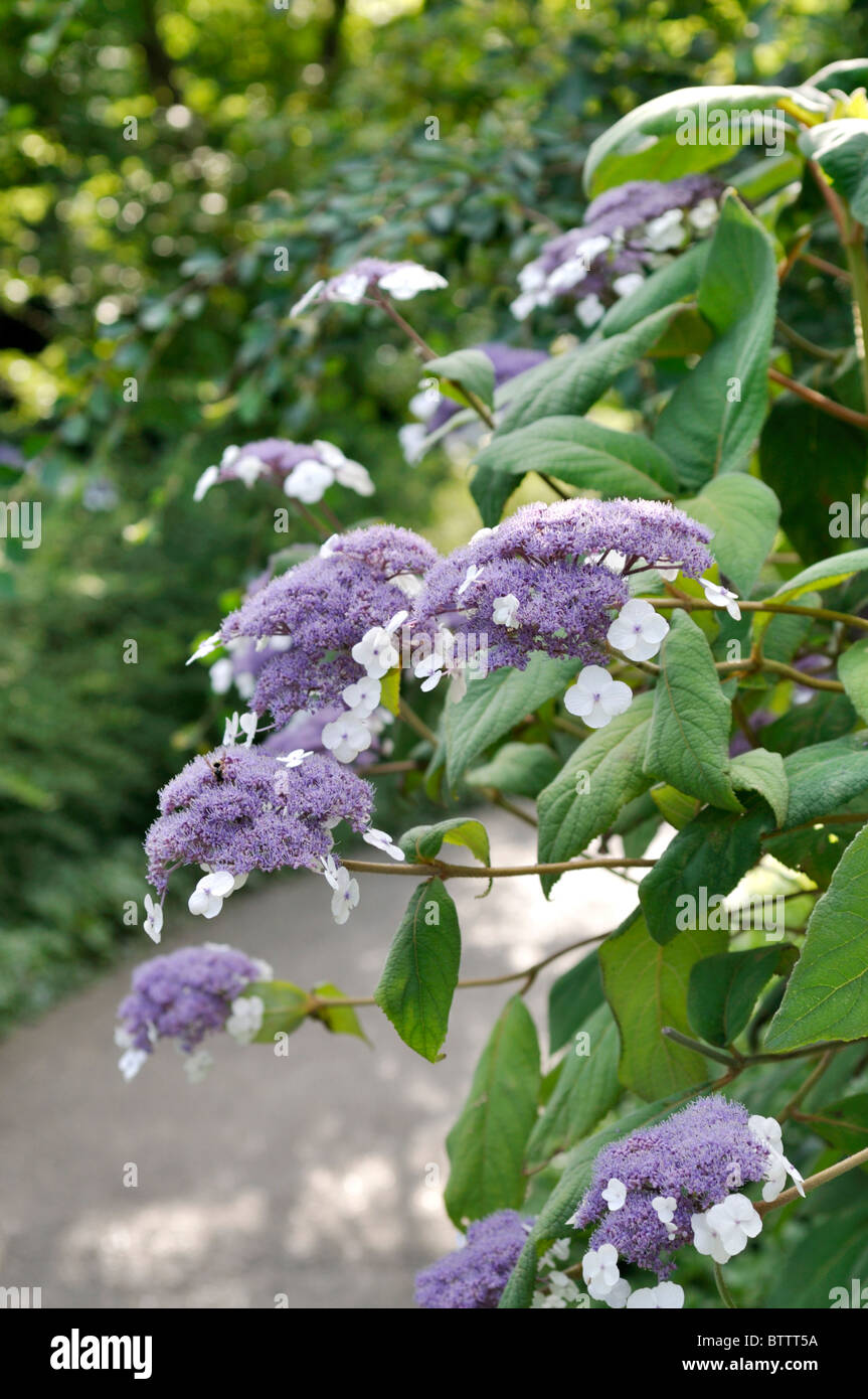 Sargent's hydrangea (Hydrangea aspera subsp. sargentiana Stock Photo