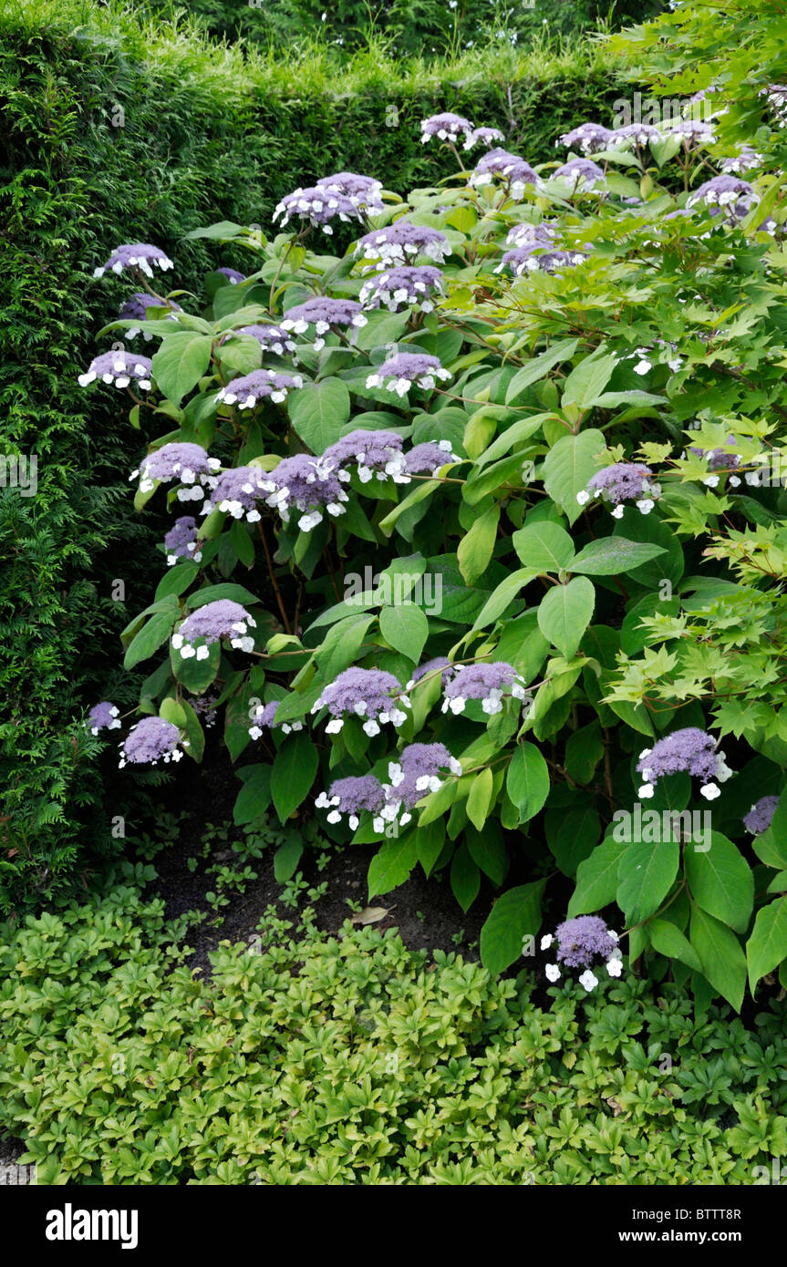 Sargent's hydrangea (Hydrangea aspera subsp. sargentiana Stock Photo