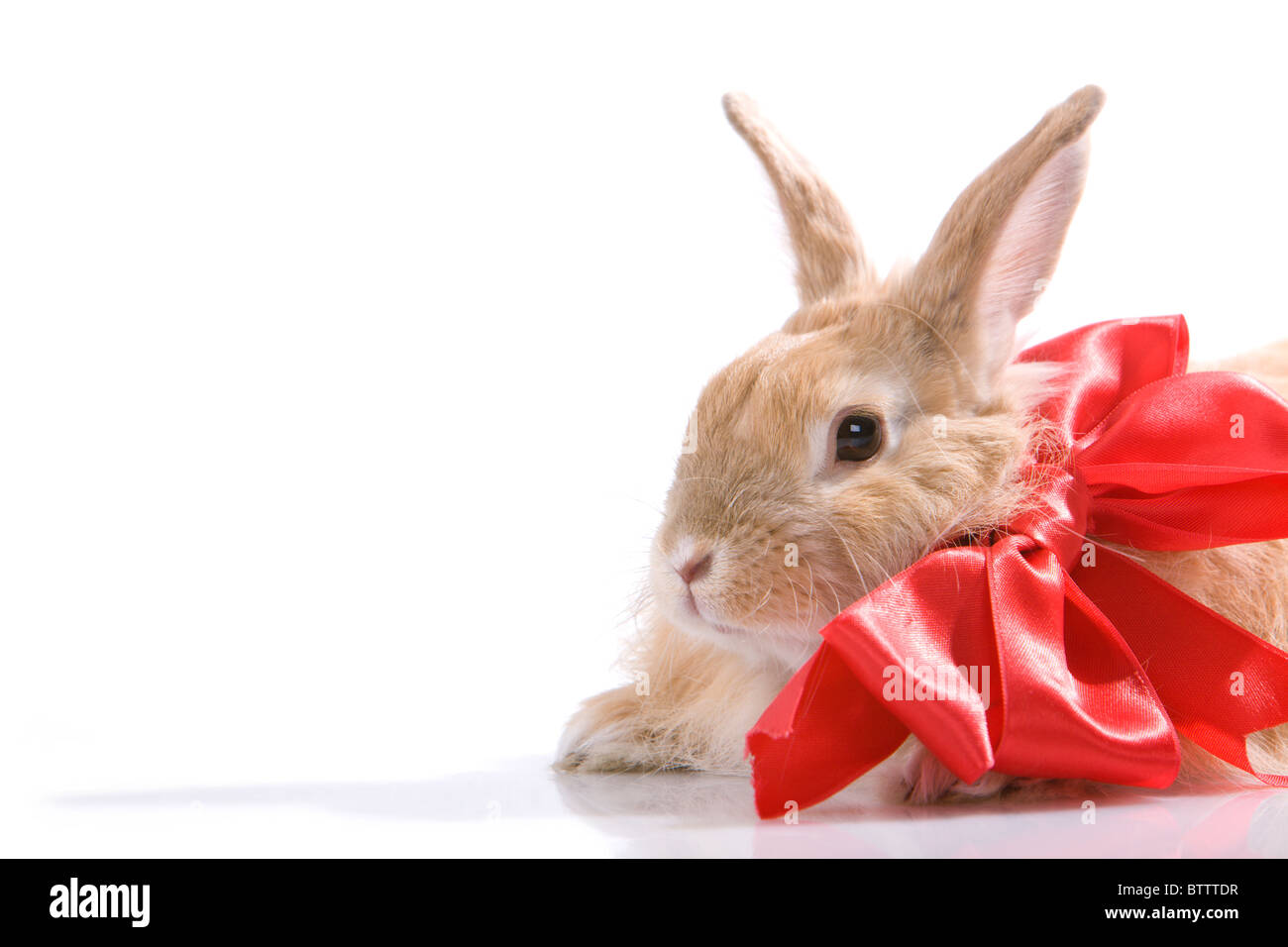 24 год год кролика. Кролик Стоковая. Красный кролик. Кролик на Красном фоне. Год кролика красный.