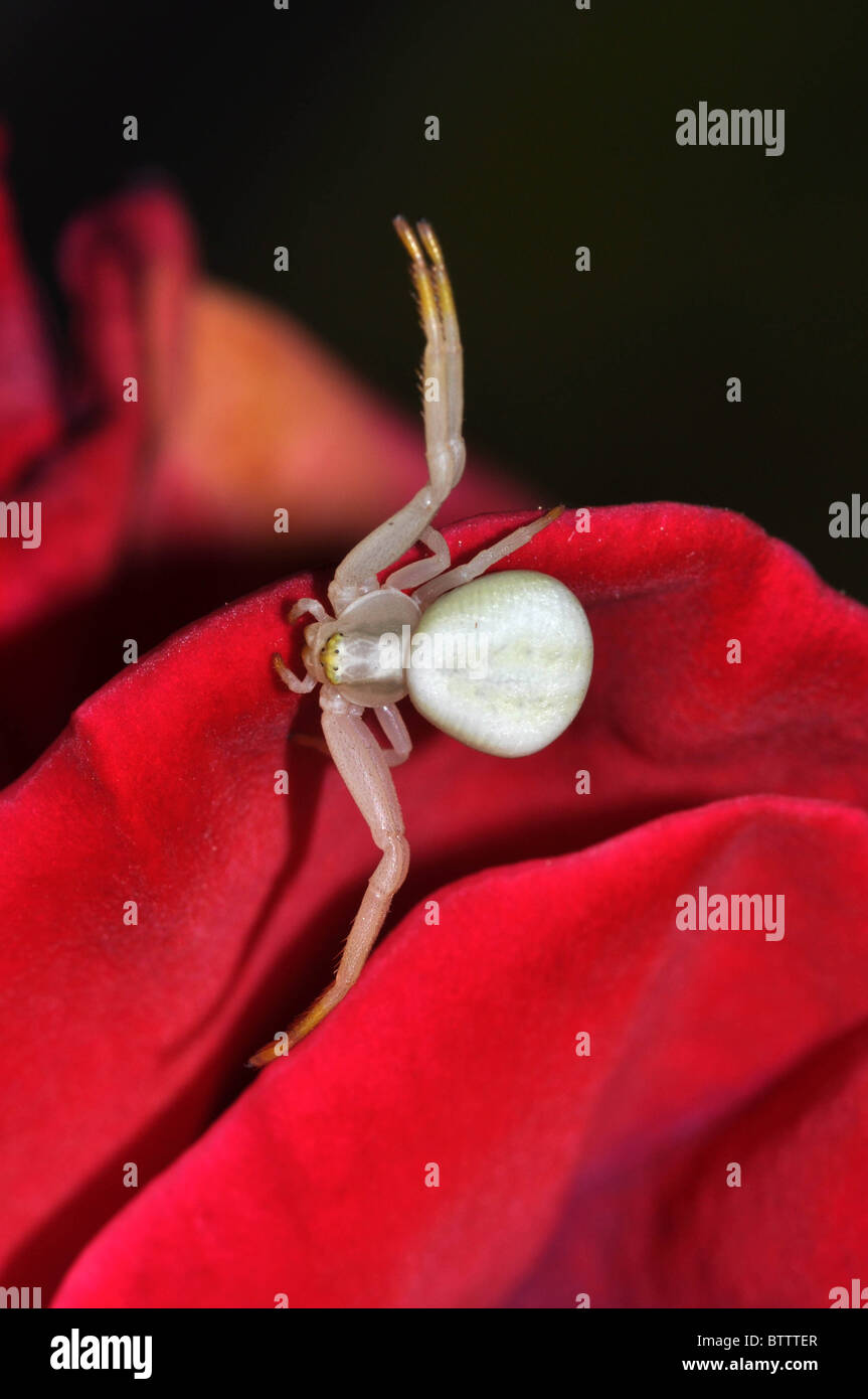 Spider on the rose Stock Photo