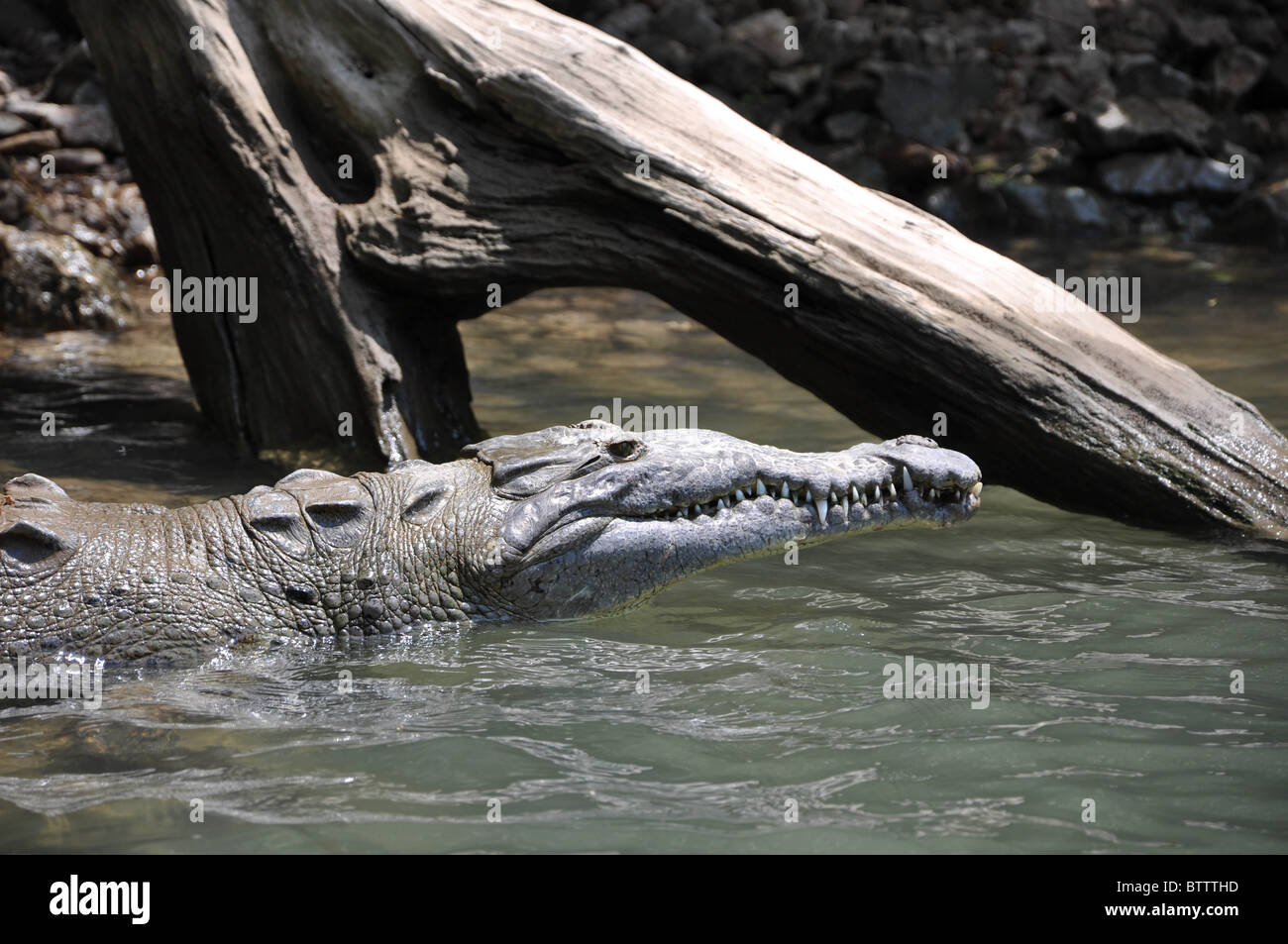 Mexico crocodile Stock Photo