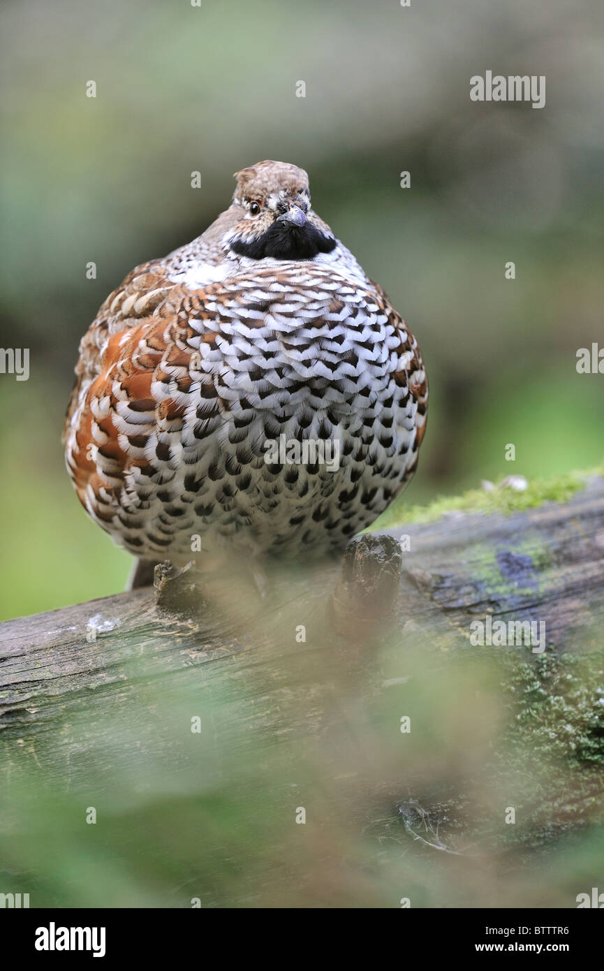 Hazel grouse - Common hazelhen - Northern hazelhen (Bonasa bonasia - Tetrastes bonasia) male standing on a fallen dead tree Stock Photo