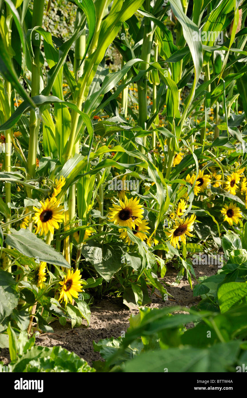 Common sunflower (Helianthus annuus) and corn (Zea mays) Stock Photo