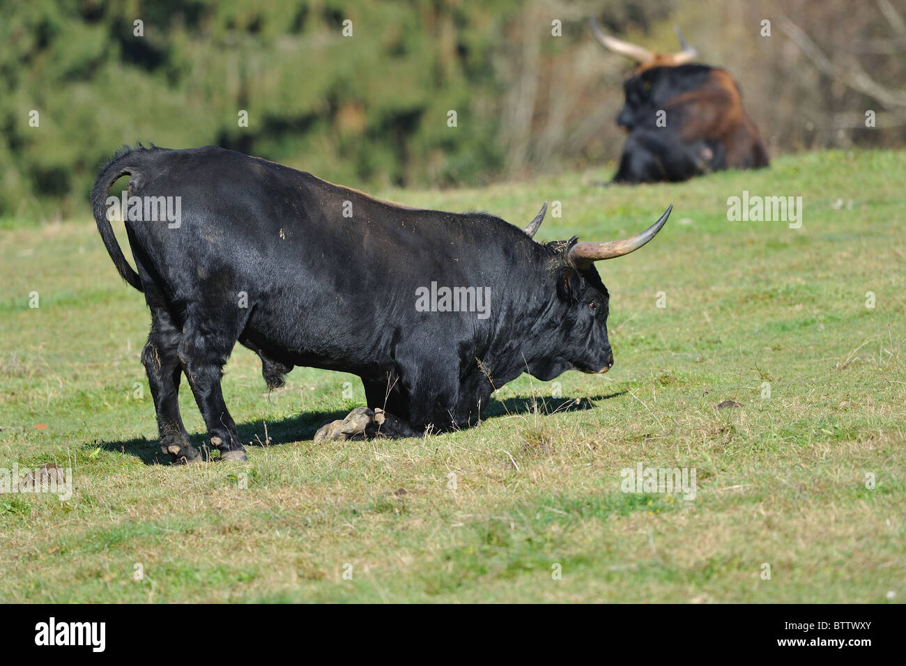 Aurochs (Bos primigenius) bull standing up - Bavaria - Germany Stock ...