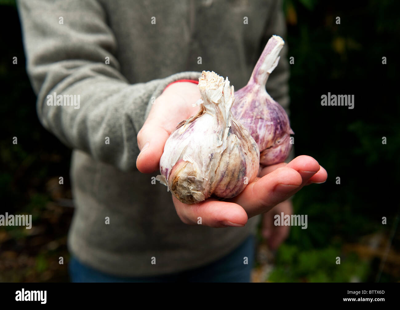 Planting garlic in an English garden in the winter Stock Photo