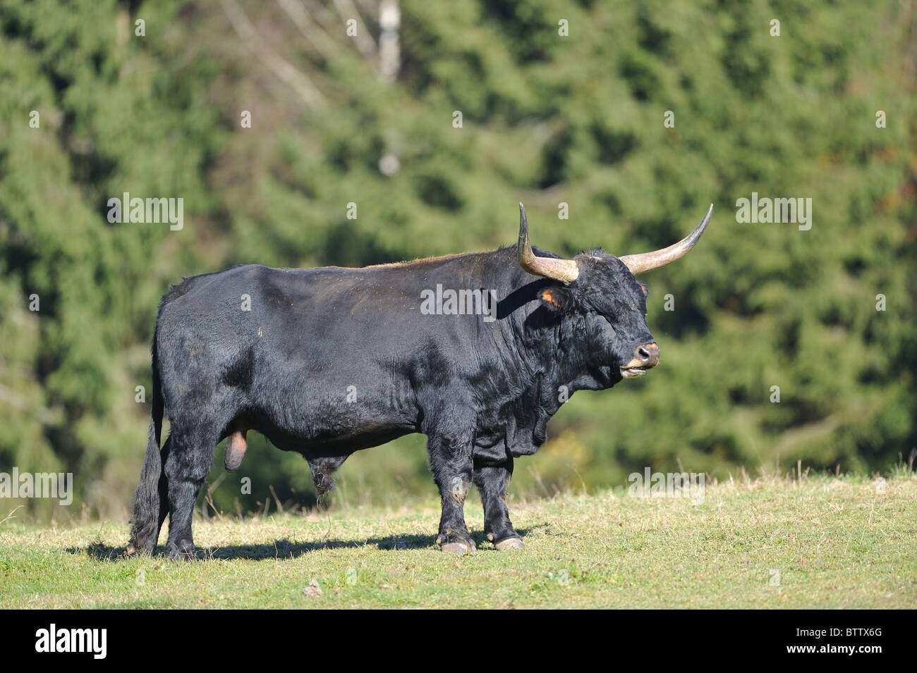 Aurochs (Bos primigenius) bull standing in a meadow - Bavaria - Germany  Stock Photo - Alamy