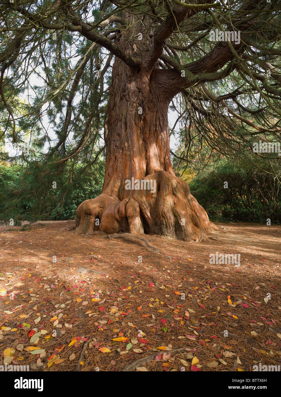 coniferous tree giant redwood at ground level showing the protective