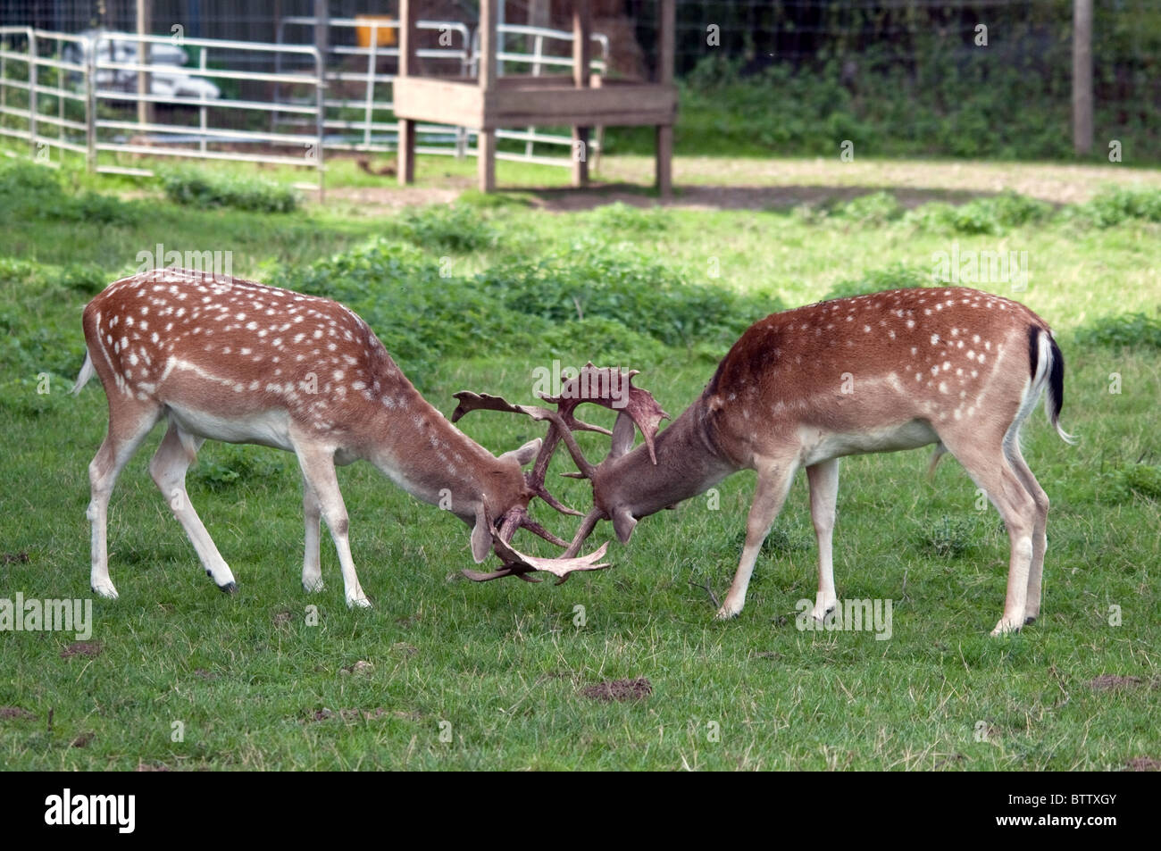 Fallow Bucks Rut Fallow deer bucks rutting Stock Photo - Alamy