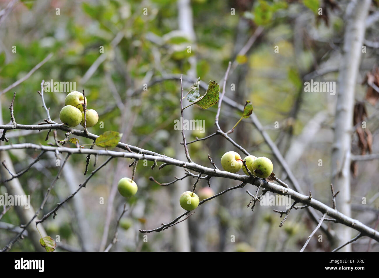 Crab appletree - European wild apple tree (Malus sylvestris) bearing fruits in autumn - Belgium Stock Photo