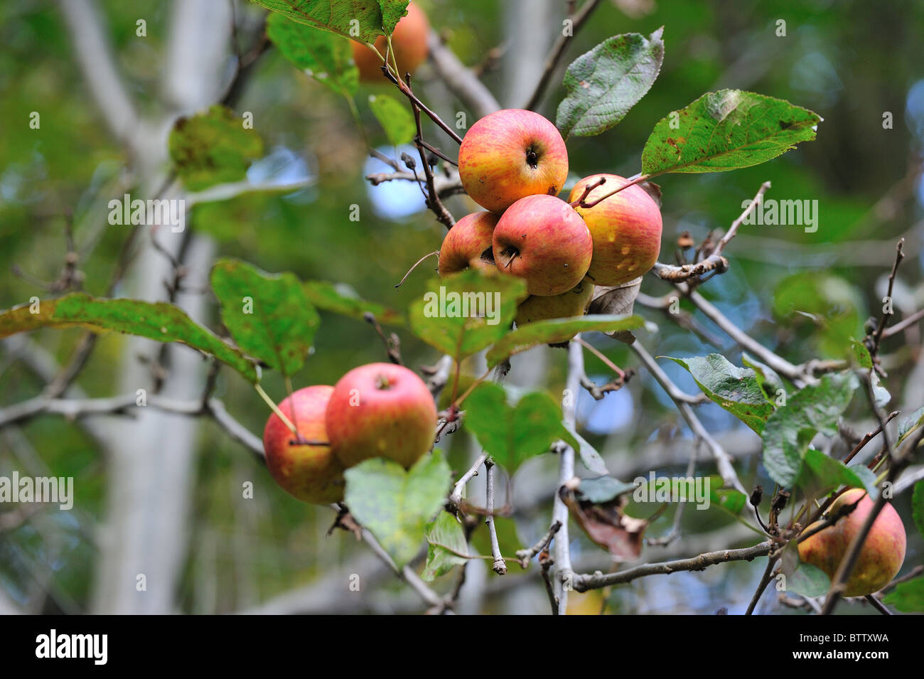 Crab apple tree - European wild apple tree (Malus sylvestris) bearing fruits in autumn - Belgium Stock Photo