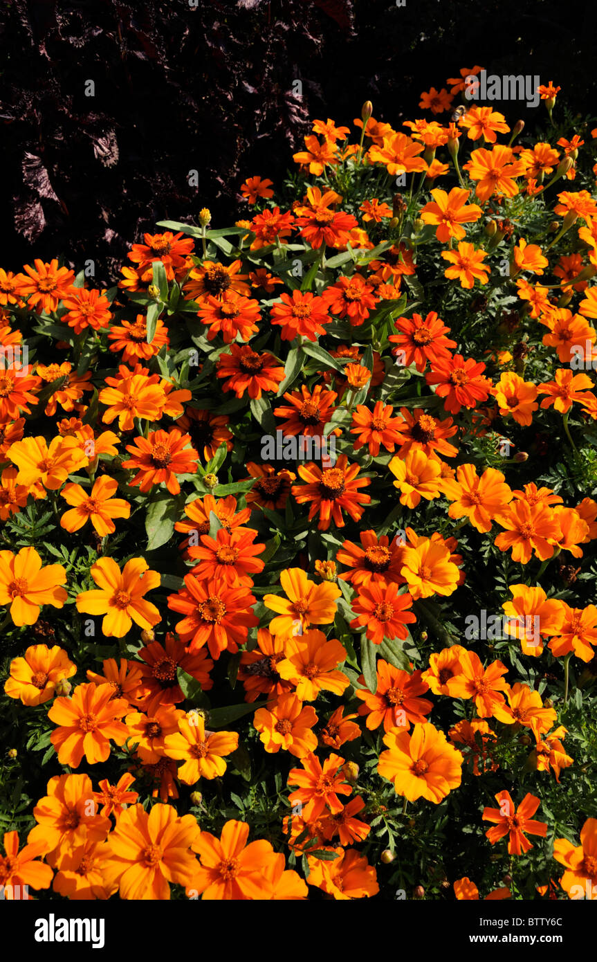 Narrowleaf zinnia (Zinnia angustifolia 'Profusion Orange') and marigolds (Tagetes) Stock Photo