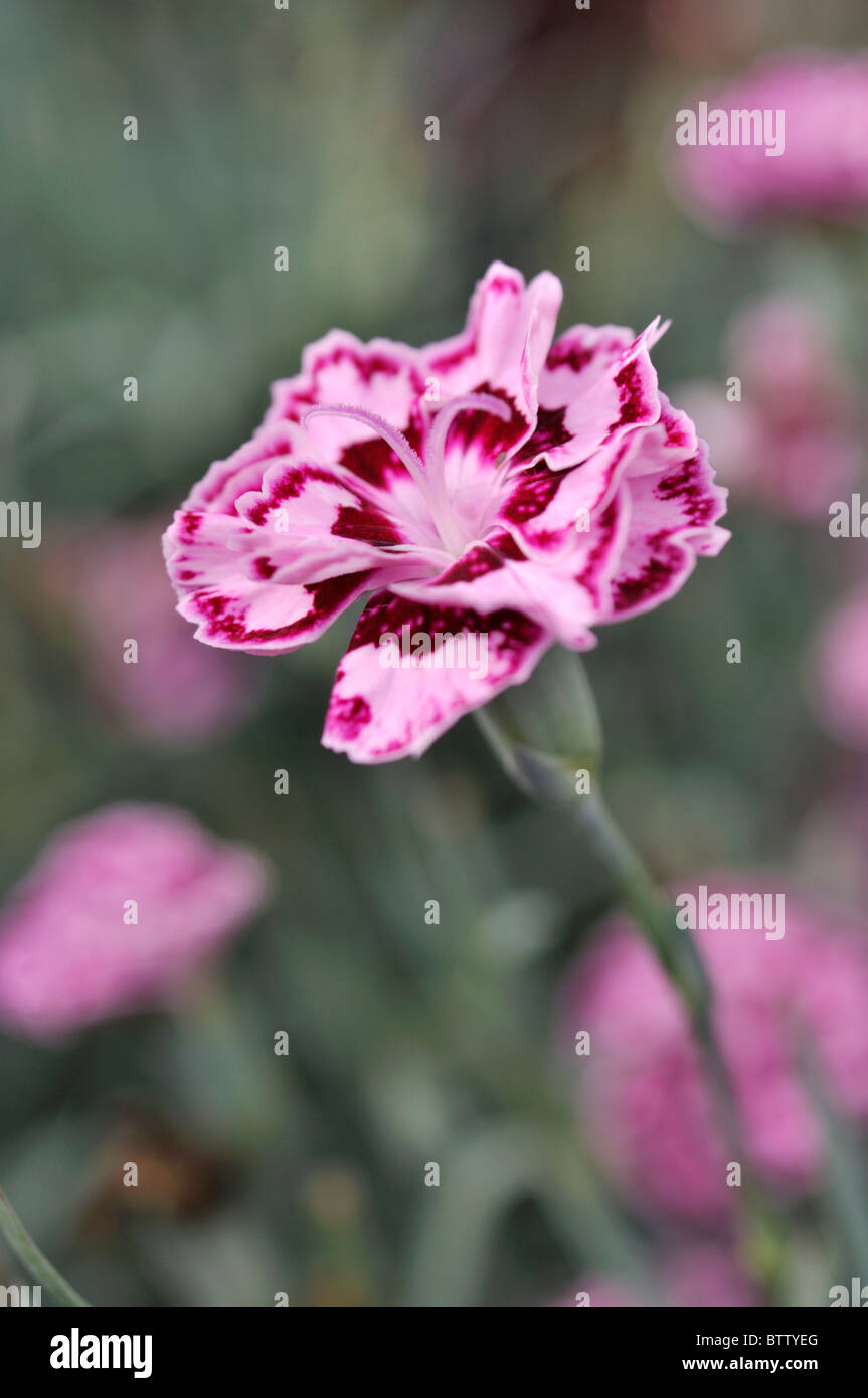 Clove pink (Dianthus caryophyllus 'Sunflor Odessa') Stock Photo