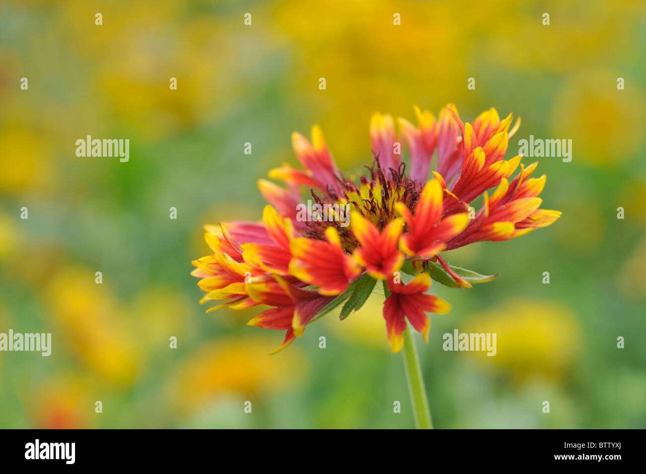 Blanket flower (Gaillardia) Stock Photo