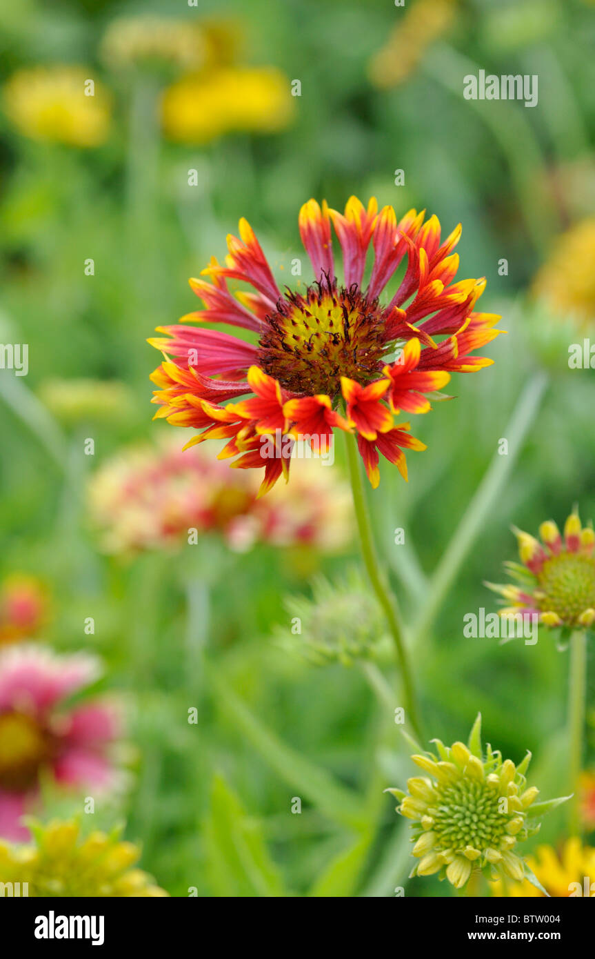 Blanket flower (Gaillardia) Stock Photo