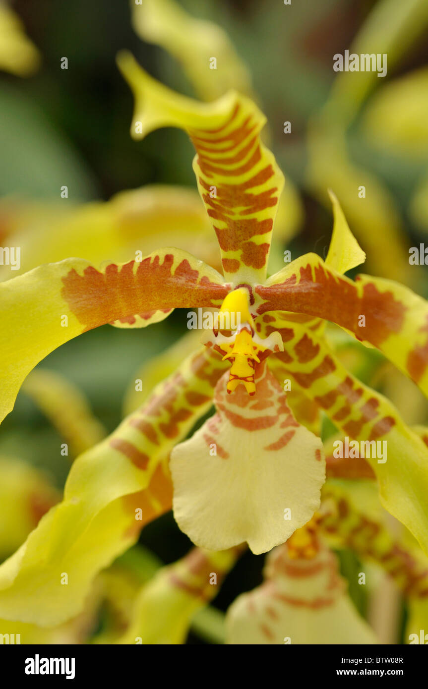 Tiger orchid (Rossioglossum grande syn. Odontoglossum grande) Stock Photo