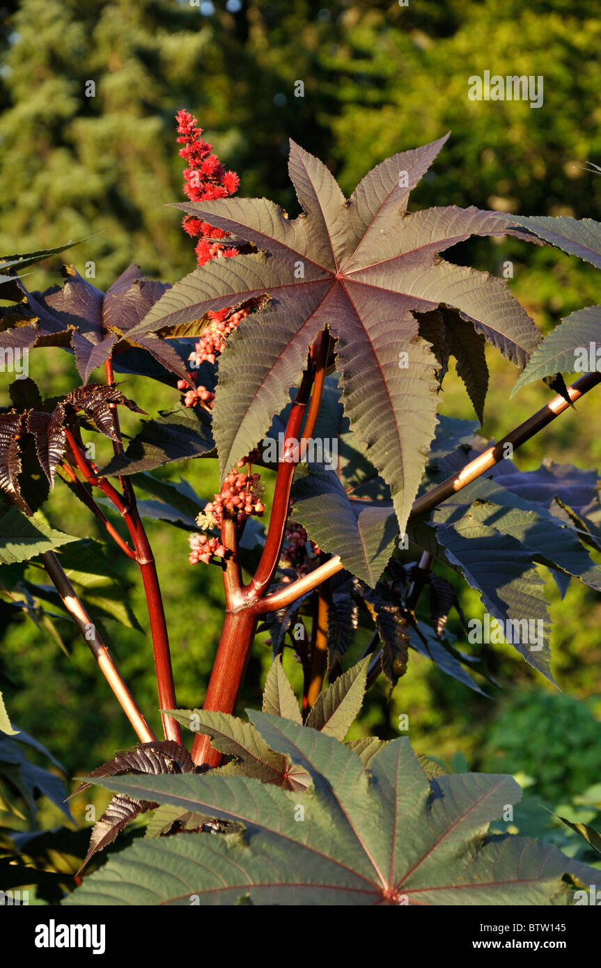 Castor oil plant (Ricinus communis) Stock Photo