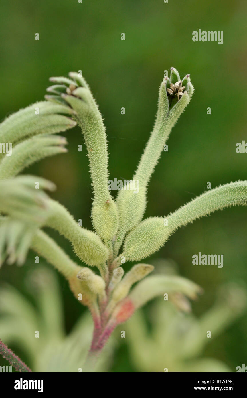 Kangaroo paw (Anigozanthos flavidus) Stock Photo