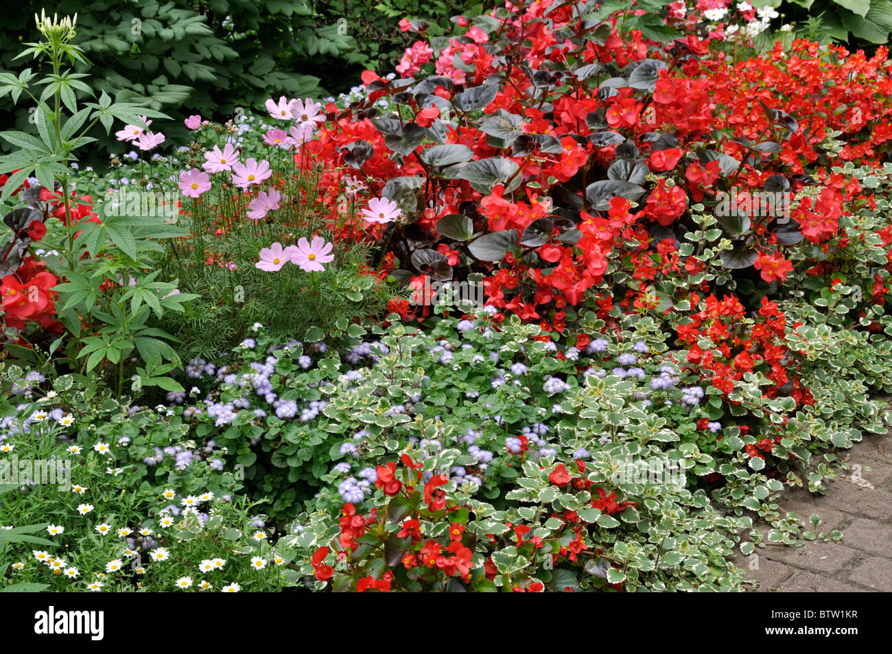 Garden cosmos (Cosmos bipinnatus), begonia (Begonia semperflorens) and floss flower (Ageratum houstonianum) Stock Photo