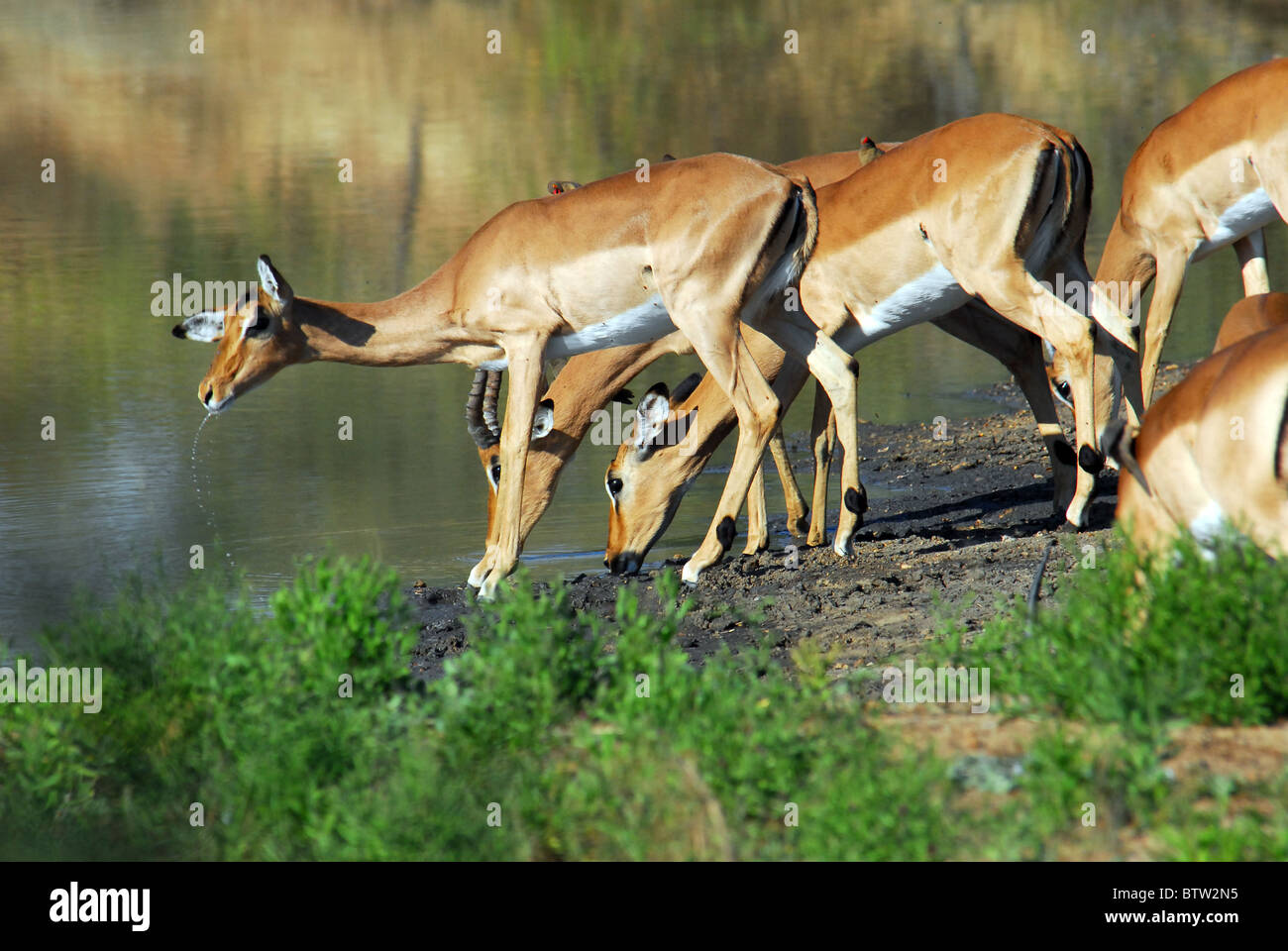 Impala Deer Kruger Park South Africa Stock Photo