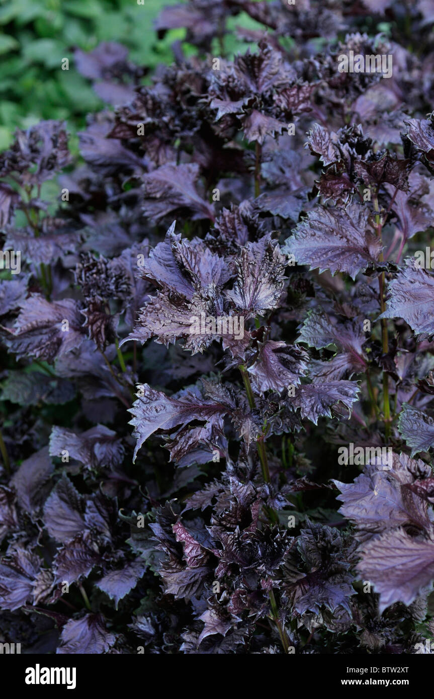 Beefsteak plant (Perilla frutescens var. nankinensis Stock Photo - Alamy