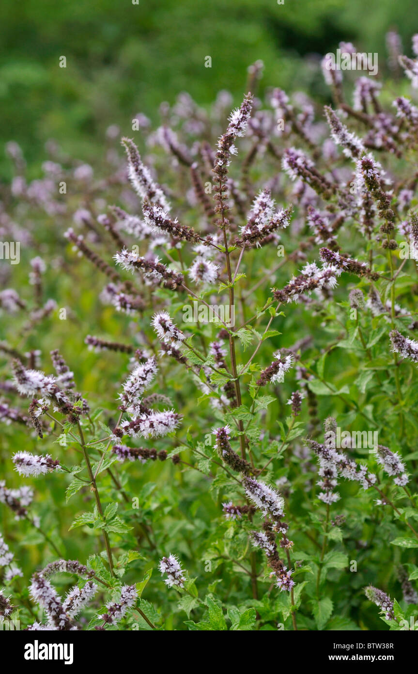 Turkish spearmint (Mentha spicata var. crispa) Stock Photo